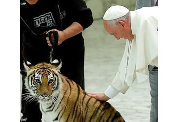 papa tigre