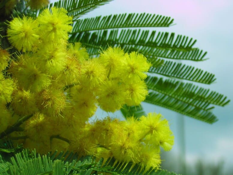 mimosa