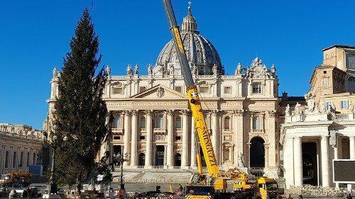 albero san Pietro 2020