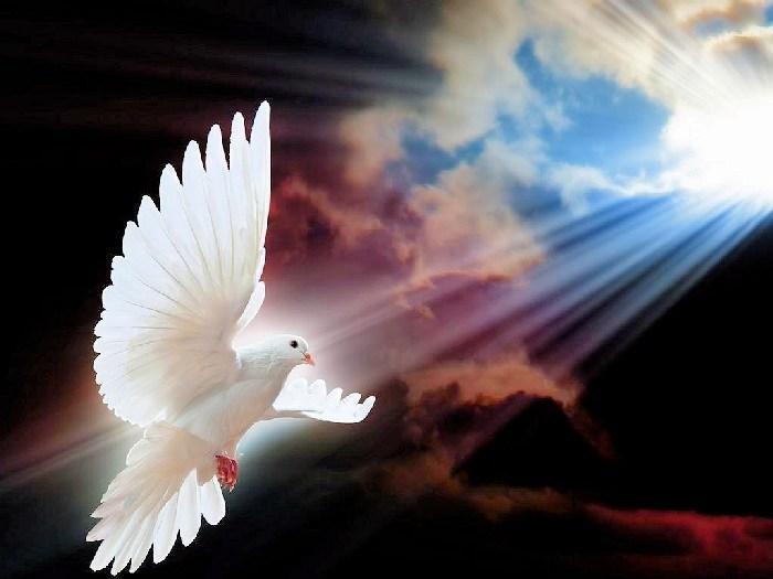 colomba pace 1 media