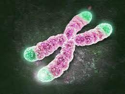 telomeri colorati in verde