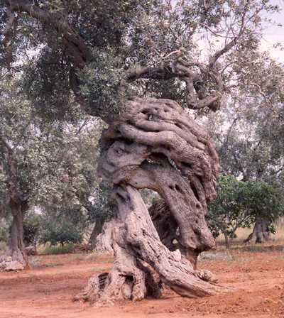 ulivo segno del digiuno