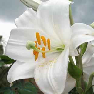 giglio-fiore